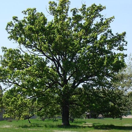Lagarrigue  Chateau De Lacaze מראה חיצוני תמונה